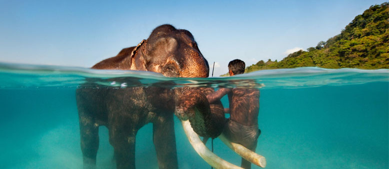 Elephant Beach